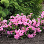 Pink Reblooming Azalea Plant Live, 7 Months Old Rhododendron Like, Azalea Rhododendron Tree Flowers Plants Live Bush in Pot