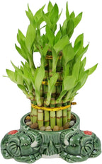 Athena’s Garden Lucky Bamboo Indoor Live Plant 3 Tier Tower Fresh Plant in Ceramic Planter (Flower Elephant)
