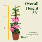 Mandevilla Vine Plants - Pink Giant - Overall Height 36" - Tropical Plants of Florida (Plant Only)