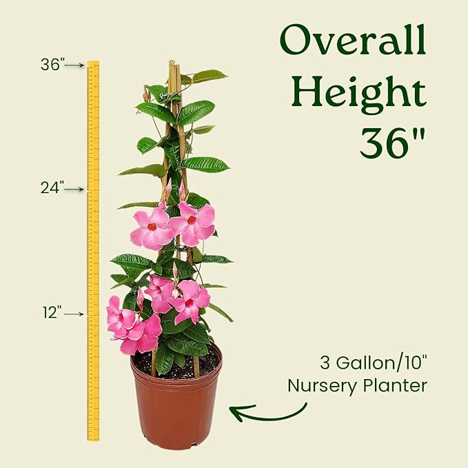 Mandevilla Vine Plants - Pink Giant - Overall Height 36" - Tropical Plants of Florida (Plant Only)