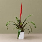 Bromeliad Flaming Sword Live Plant with Flower, Bromeliads Live Plant, Flowering Indoor Plants, Perfect Mothers Day Plants Gift, Colorful Live Plants