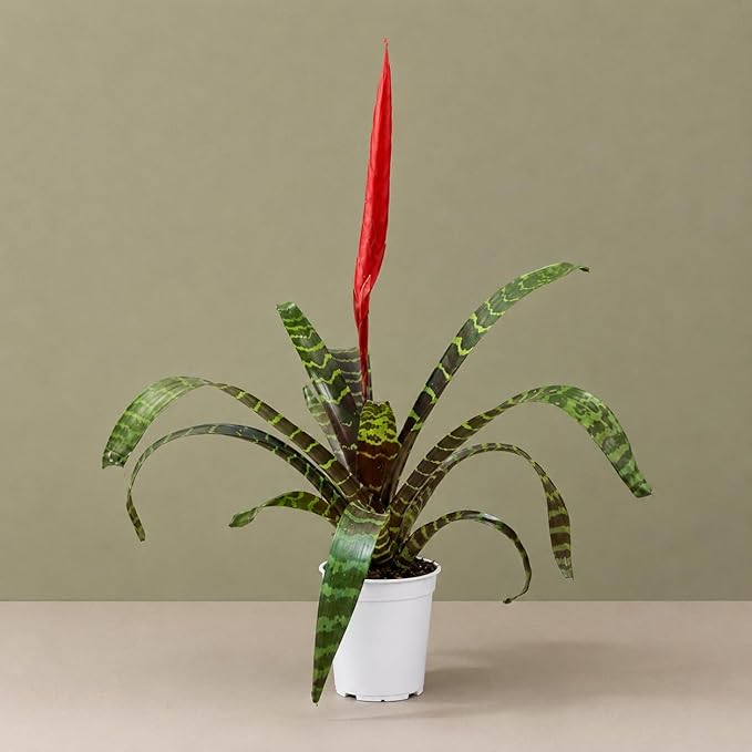 Bromeliad Flaming Sword Live Plant with Flower, Bromeliads Live Plant, Flowering Indoor Plants, Perfect Mothers Day Plants Gift, Colorful Live Plants