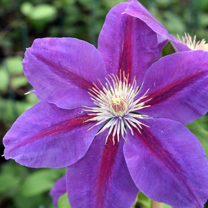 Clematis Vine Plant, Clematis Vine Plants Live in 2.5 Inch Pot, Perennial Climbing Clematis Plants Live for Outdoor Garden (Dark Red Purple Flowers)