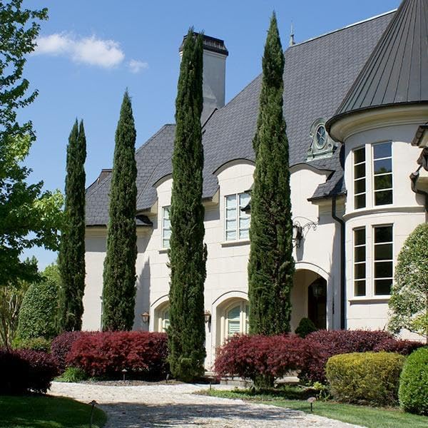 Brighter Blooms - Italian Cypress Tree, 3-4 ft. - No Shipping to AK, AZ, HI