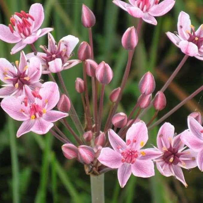Flowering Rush, a Great Live Pond Plant for Your Water Garden. Filters The koi and Goldfish Pond. Good for Bogs, Plant Shelf or Shallow Water This marginal Aquatic is a Real Beauty