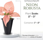 Syngonium Neon Robusta Plant (4 Pack) Live Starter Plants, Pink Arrowhead Vine Houseplants, Easy Care Indoor Tropical Plants Live, Colorful Foliage Plants