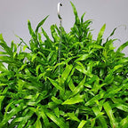 Tropical Plants of Florida Kangaroo Fern Hanging Basket 12 Inch Live Fern Plant, 20 Inch Tall by 20 Inch Wide, Lush Green Indoor Outdoor Shade Plant