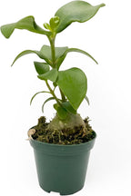 Live Hydnophytum papuanum Plant - 'Ant Plant' - ragnaroc Tropical Plant 6-12" Tall - 4ct - Live Arrival Guaranteed - House Plants for Home Décor & Gift