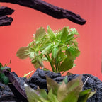 SubstrateSource Live Aquarium Stem Plants - Freshwater Aquatic Plant for Fish Tanks, Aquascaping - (Water Wisteria Hygrophila Difformis, 4 Bunches)