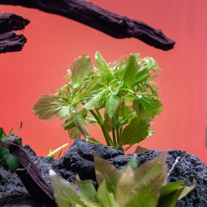 SubstrateSource Live Aquarium Stem Plants - Freshwater Aquatic Plant for Fish Tanks, Aquascaping - (Water Wisteria Hygrophila Difformis, 4 Bunches)