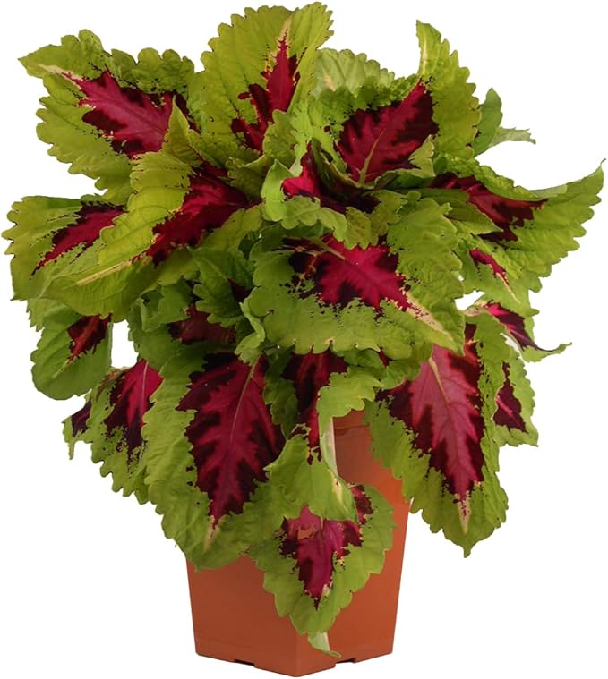 Live Coleus Plant, Shade Loving Outdoor Plants for Spring, Easy to Grow, Real Tender Perennial or Annual, Fast Growing, Great for Garden Containers, Unique Foliage