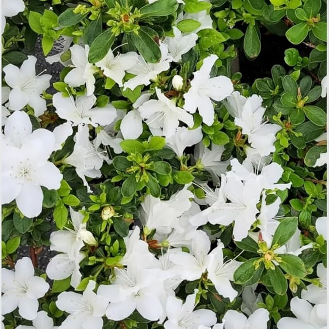 White Weigela Live Plant, Spring Blooming Shrub in 4” Pot, Hardy Perennial Flowering Bush for Garden Borders, Cold Hardy, Dormant in Winter