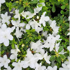 White Weigela Live Plant, Spring Blooming Shrub in 4” Pot, Hardy Perennial Flowering Bush for Garden Borders, Cold Hardy, Dormant in Winter