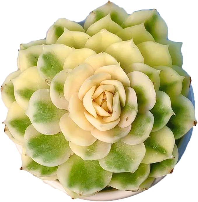 Live Succulents Plants,Echeveria Onslow Variegated 3.2 inches Mini Indoor Plants,Bare Root Without Pot Soil Live Plant,Succulents Plants Live for Gift Party Wedding Garden Baby Shower DIY Decor