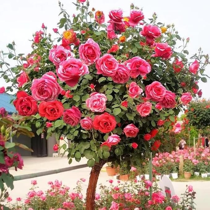 285PCS Mixed Tree Rose Seeds – Multi-Color Rose Tree Flowers for Planting – Hardy, Long-Blooming Ornamental Seeds for Home Gardens, Pots & Outdoor Decor