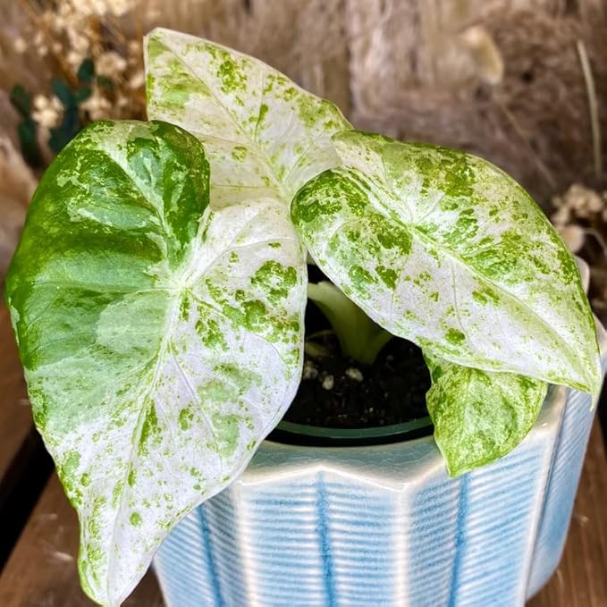 2 Variegated Alocasia Plants Live Houseplant for Indoor Outdoor Growing, 4 to 8 Inches Tall, Rare and Hardy