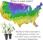Blueberry Plant Pink Lemonade Live for Sale (4 Pack) | Easy to Grow Plants | Edible Fruit Plant for Sustainable Living | Grow Your own Food on Your Edible Organic Garden| Live for Planting| No Seeds