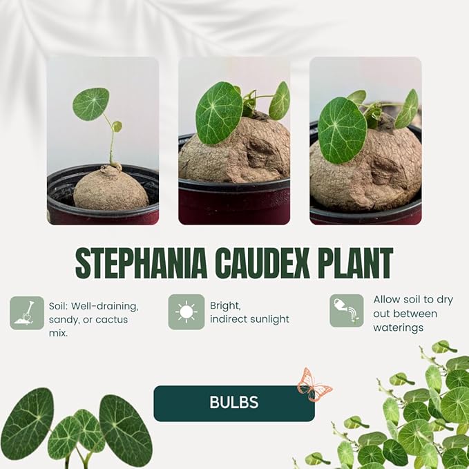 2"-2.5" Hardy Stephania Cephalantha Plant Small Caudex Wide, Rare Succulent Already Sprouts with No Hair Roots, for Planting,Home Decor, Houseplant Decor