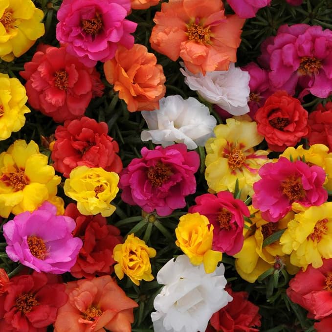 Outsidepride Happy Hour Mixed Moss Rose Seeds - 250 Pcs Annual, Drought & Heat Tolerant, Pollinator Friendly Ground Cover Seeds for Planting w/Vibrant Blooms & Succulent Foliage, for Xeriscaping