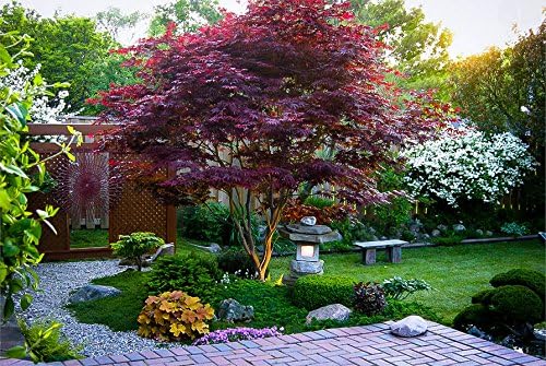 Japanese Red Maple Live Plant – 1-2 Ft Tall Tree in 3 Inch Pot – Outdoor Ornamental Dwarf Red Maple for Landscaping, Patio, Garden or Bonsai Starter – Hardy Deciduous Shade Tree