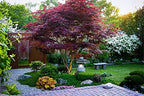 Japanese Red Maple Live Plant – 1-2 Ft Tall Tree in 3 Inch Pot – Outdoor Ornamental Dwarf Red Maple for Landscaping, Patio, Garden or Bonsai Starter – Hardy Deciduous Shade Tree