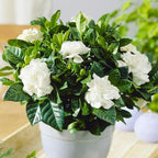 220+ Gardenia Seeds for Home Garden Planting, White Fragrant Flowers and Glossy Green Leaves, Attracts Butterflies and Bees
