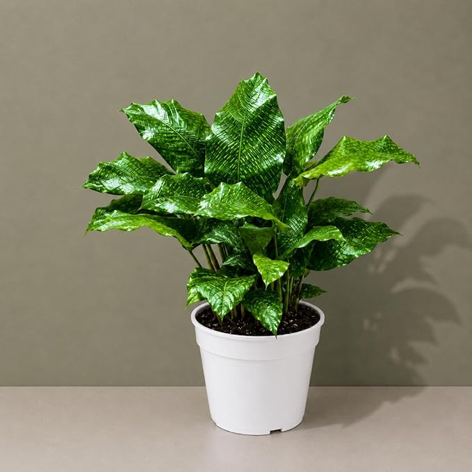 Calathea Network Live Plant - Indoor House Plant, Prayer Plant Live for Air Purifier, Unique Plants Live Houseplants for Plant Gift, Rare Calathea