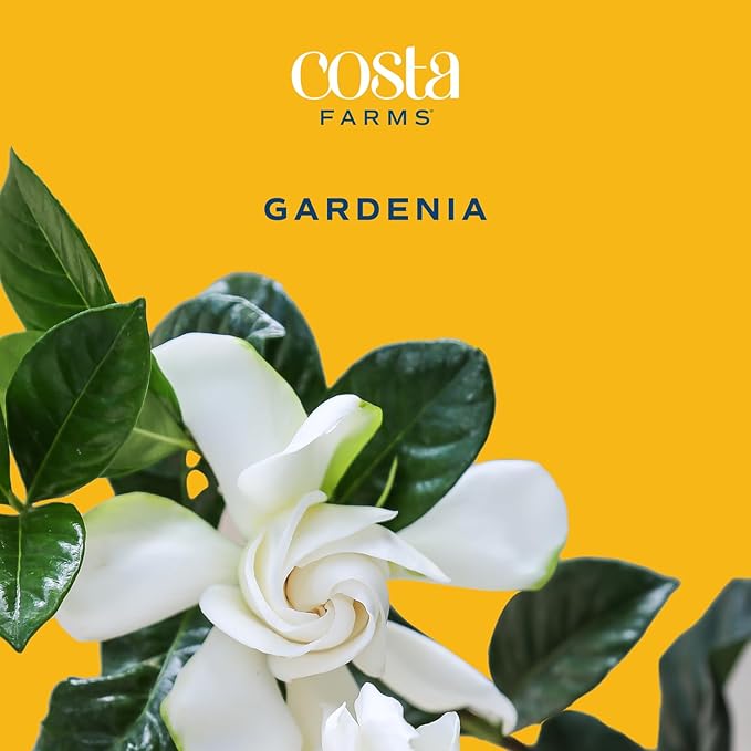Costa Farms Gardenia Live Plant in 10-Inch Pot – Fragrant Live Flowering Shrub with Glossy Green Foliage | Indoor or Outdoor Use | Perfect for Patios, Entryways, and Gifts
