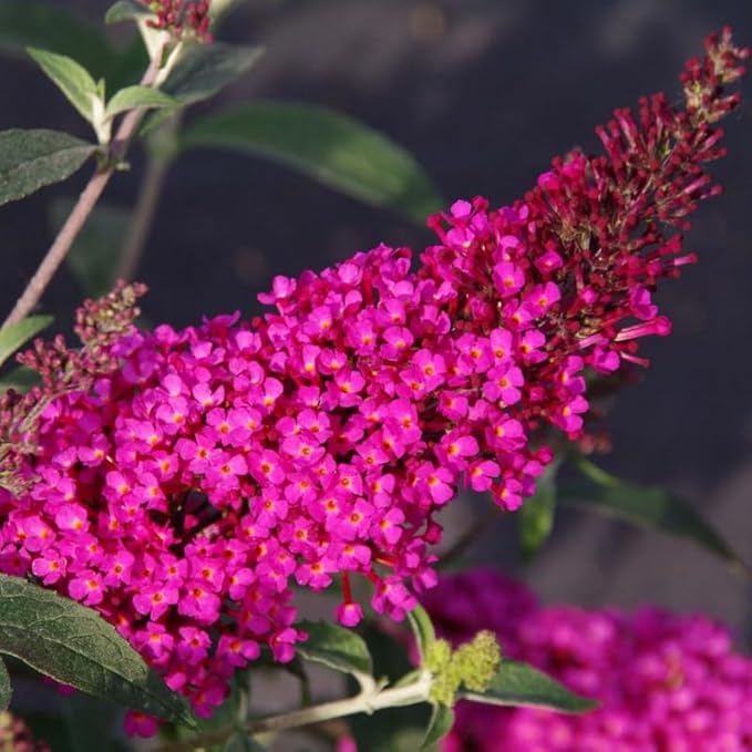 Raspberry Butterfly Bush Live Shrub Plant Shrub, Buddleia Bush Well Rooted, 5 to 10 Inc Tall