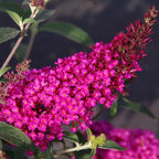 Raspberry Butterfly Bush Live Shrub Plant Shrub, Buddleia Bush Well Rooted, 5 to 10 Inc Tall