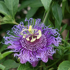 Deep Purple Passion Flower Plant Live, Passiflora Flowering Vine, Trailing Passion Flowers 4 to 8 Inch Tall