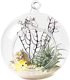 Mkono 2 Pack Glass Hanging Planter Air Fern Holder Terrarium Plants Hanger Vase Home Christmas Decoration Gift Idea for Succulent Moss Tillandsias Air Plants, Globe and Teardrop