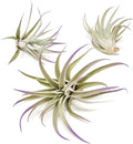 Purple Colorful Tillandsia Air Plants - Long Lasting Color Enhanced Live Tillandsia Succulent House Plants - Home and Garden Decor - Easy Care Indoor and Outdoor (Harrisii, Pack of 3)