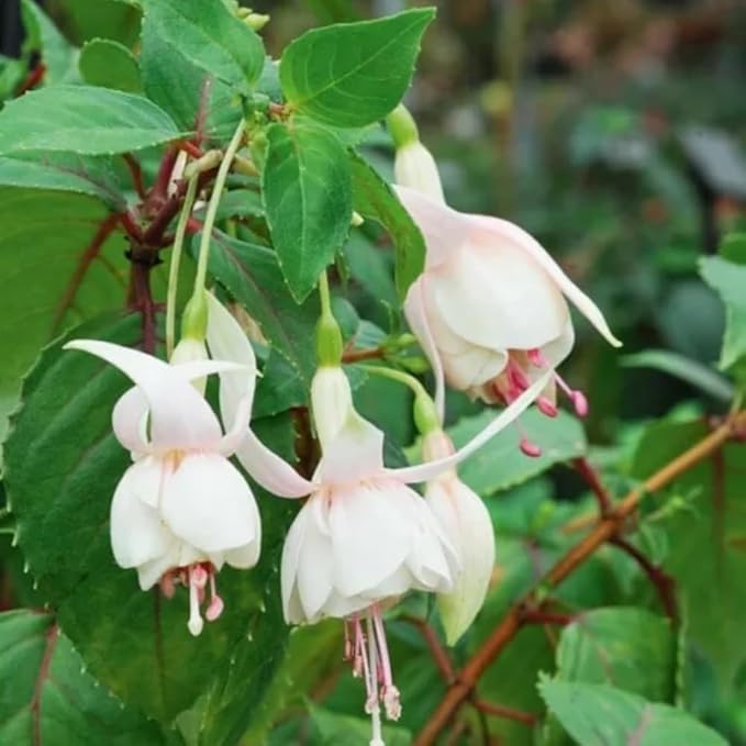 2 Fuchsia Plants, Live Fragrant Fuchsia Flower Bush Shrub, 3-6 Inches Tall (White)