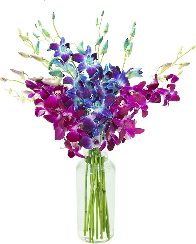 KaBloom - Bouquet of 10 Blue and 10 Purple Orchid with Vase - Fresh Flowers for Birthday, Valentine's & Mother's Day