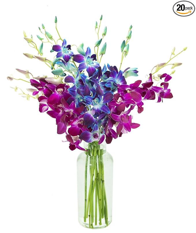 KaBloom - Bouquet of 10 Blue and 10 Purple Orchid with Vase - Fresh Flowers for Birthday, Valentine's & Mother's Day