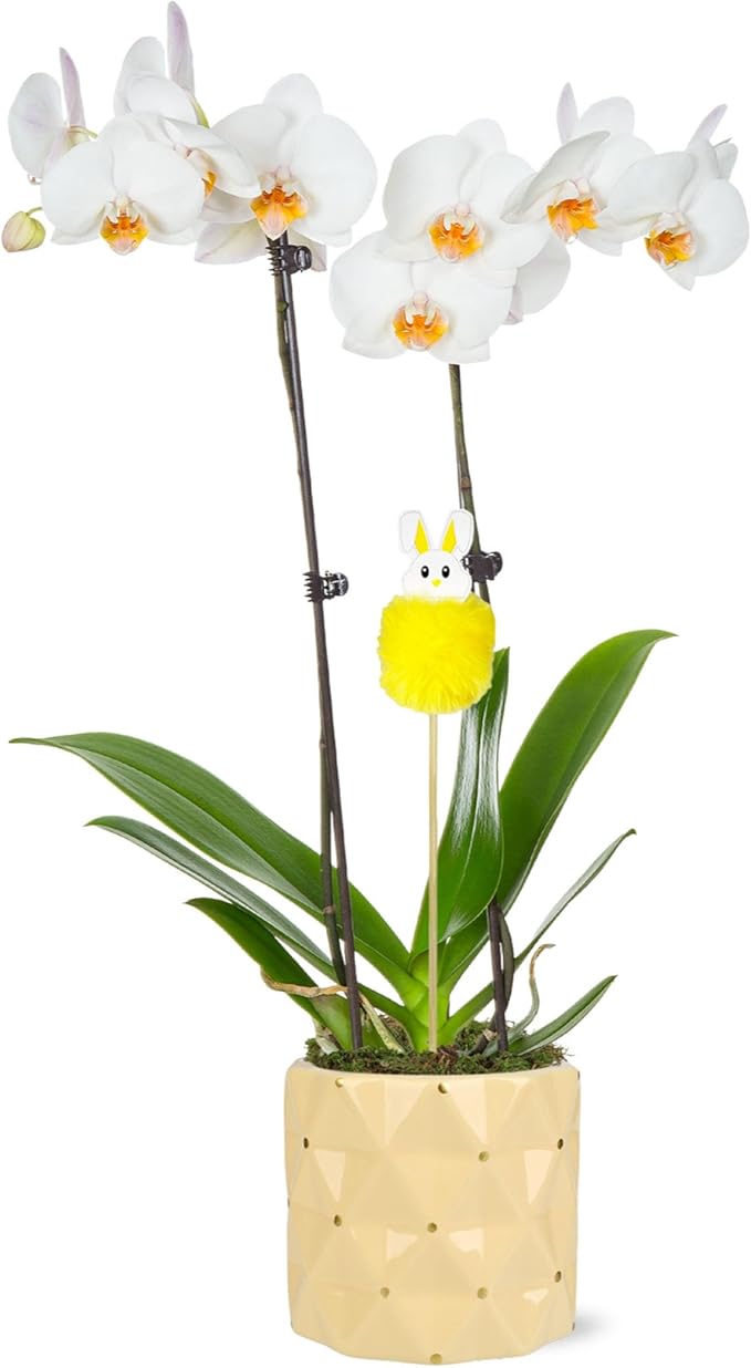 Green Circle Growers 5" White with Yellow Orchid in Yellow Pot with Bunny Pick, Live Indoor Plants, House Plant