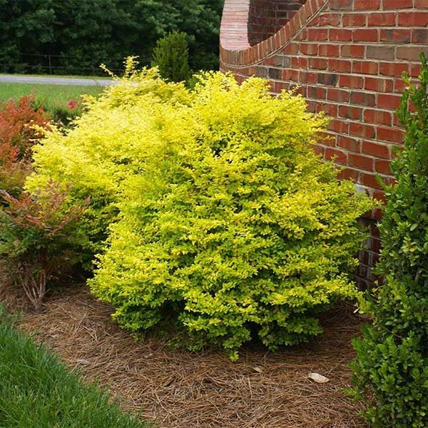 Brighter Blooms - Southern Living® Sunshine Ligustrum Shrub, 3 Gallon - No Shipping to AK, AZ, HI, OR, PA