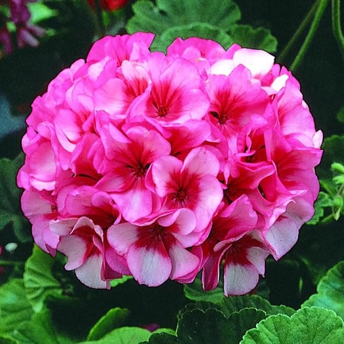 Set 2 Geranium Plants Live, 4-9 Inches Tall, Hardy Flowering Geraniums for Garden or Pots, Fragrant Perennial Blooms (Pink Geranium)