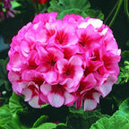 Set 2 Geranium Plants Live, 4-9 Inches Tall, Hardy Flowering Geraniums for Garden or Pots, Fragrant Perennial Blooms (Pink Geranium)