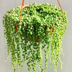 String of Pearls Live Plant, Rare Succulent Houseplant Indoor Home Decoration