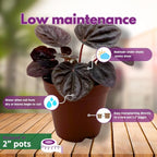 BubbleBlooms Peperomia Assortment Set of 3 in 2 inch pots