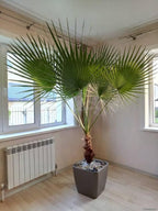 Seeds Palm Washingtonia Nicanora Indoor Rare Perennial Tree for Planting