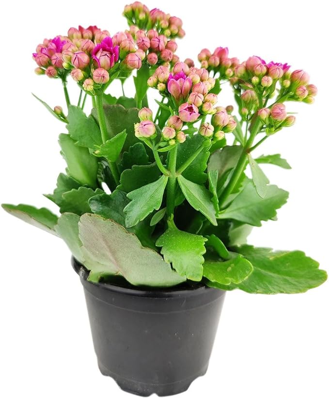 Live Indoor Flowering Houseplants, Pink Kalanchoe blossfeldiana Flaming Katy in 4" Grower Pot, Easy Care Houseplants, Live Plants for Home and Office Decor