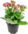 Live Indoor Flowering Houseplants, Pink Kalanchoe blossfeldiana Flaming Katy in 4" Grower Pot, Easy Care Houseplants, Live Plants for Home and Office Decor