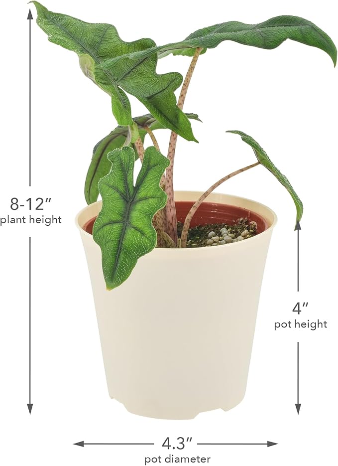 Arcadia Garden Products Live Jacklyn Alocasia Unique Indoor Houseplant in Plastic Pot, Tropical Plant Collector Gift for Home and Garden Decor, 4-inch, Beige