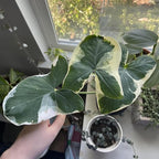 Elephant Ear Plants, Rare Colocasia Plant Live, Perennial Esculenta Taro Alocasia 4-8 Inch Tall, Indoor Outdoor Garden (Variegated White)