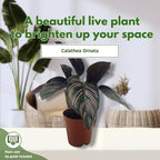 BubbleBlooms Calathea Ornata, Pinstripe Prayer Plant, Zebra, Cathedral, Peacock in 2 inch Pot
