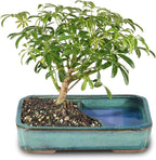 Brussel's Bonsai Live Hawaiian Umbrella Bonsai Tree - Medium, 5 Year, 6 to 10 Inches Tall - Indoor Bonsai Tree with Water Bonsai Pot