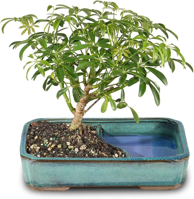 Brussel's Bonsai Live Hawaiian Umbrella Bonsai Tree - Medium, 5 Year, 6 to 10 Inches Tall - Indoor Bonsai Tree with Water Bonsai Pot
